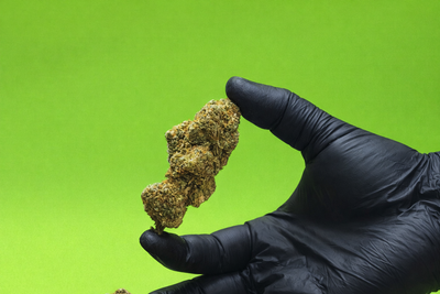 Indica vs Sativa vs Hybrid: An Easy Explanation