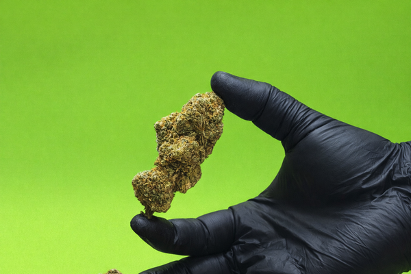 Indica vs Sativa vs Hybrid: An Easy Explanation