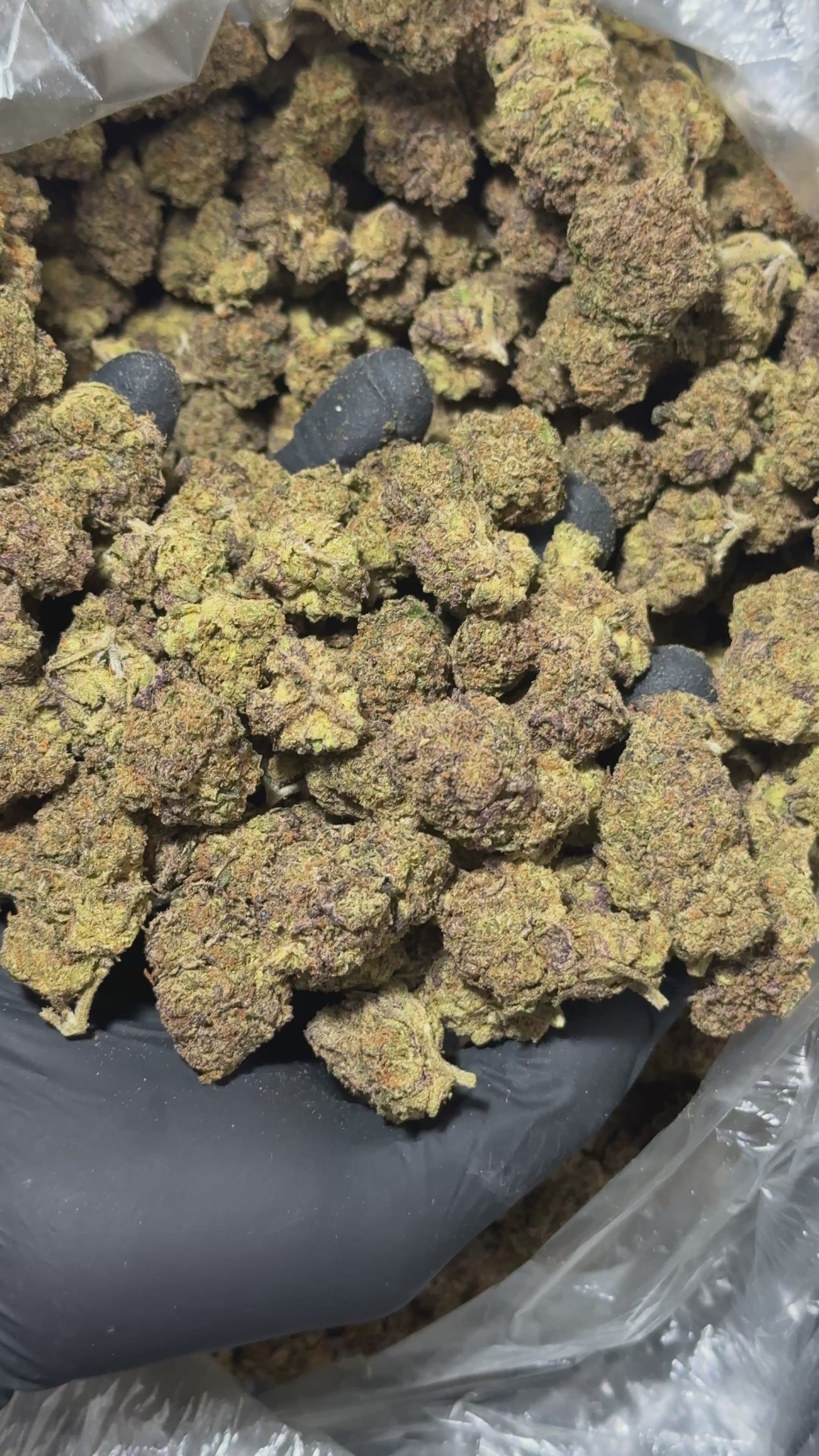 Rainbow sherbert video